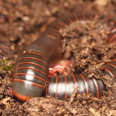Narceus americanus “West TN” cb specimens millipede